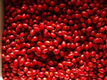 BasilBarbarea Hagebutten ernten BasilBarbarea Hagebutten ernten